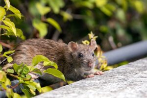 Pest Control Rodents