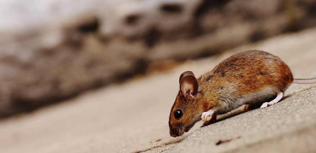Pest Control Rodents
