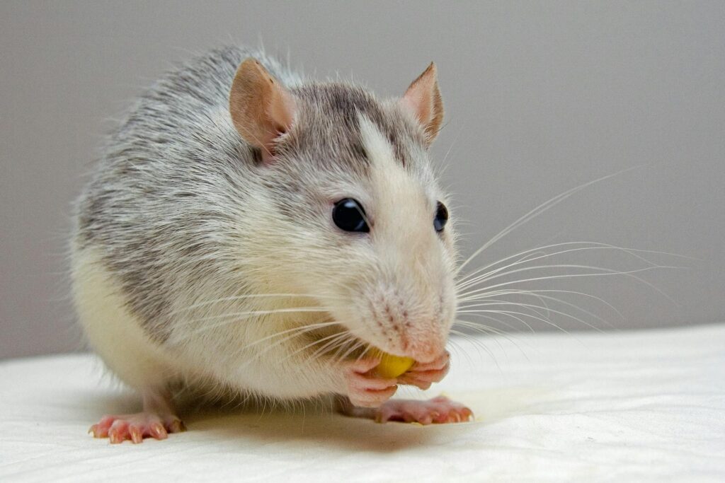 Rat Diseases