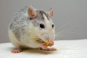Rat Droppings & The Ultimate Guide