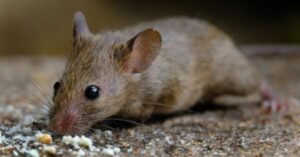 Can Mice Carry Rabies? The Comprehensive Guide
