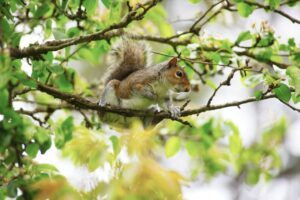 What Is Considered a Rodent Infestation?