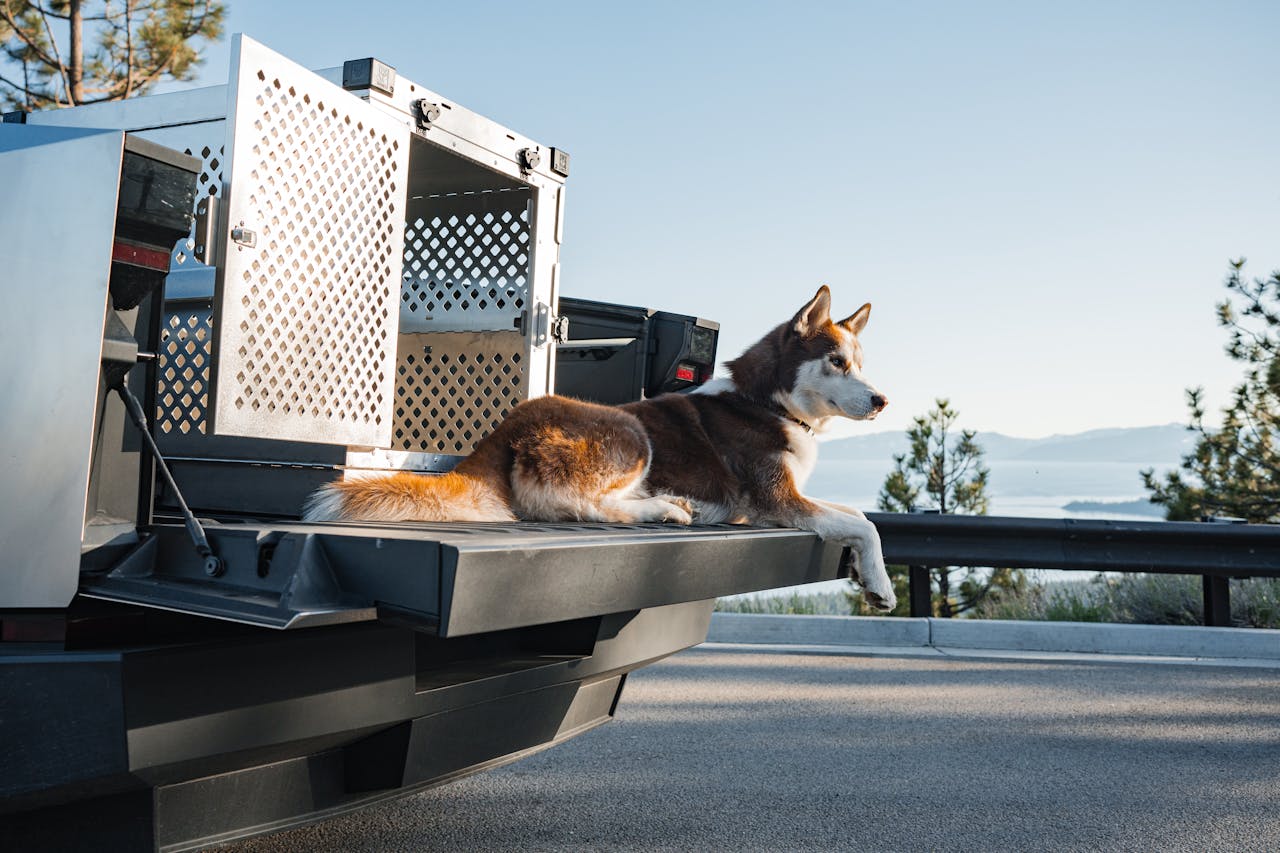 What Is Pet Mode on a Tesla