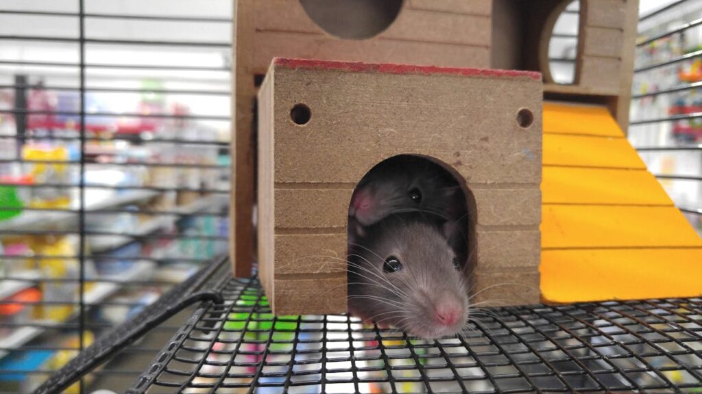 What Are Rodents & Top 10 Types of Rodents